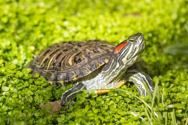 14 Turtle Species That Make Excellent Pets - Exploring Animals