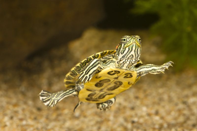 Red-Eared Slider