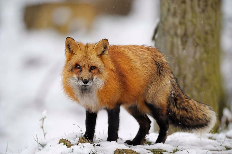 Red Fox