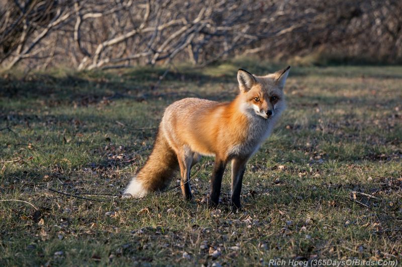 Red Fox in Upper Beaver Meadows