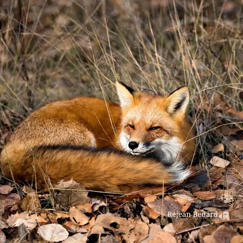 Red Fox