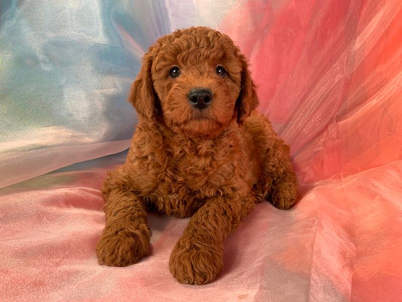 Red Goldendoodle