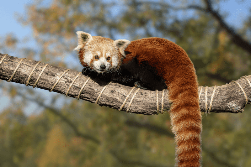 Red Panda