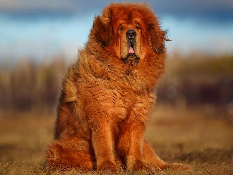 Red Tibetan Mastiff