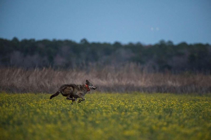 Red Wolves: The Stars of the Show