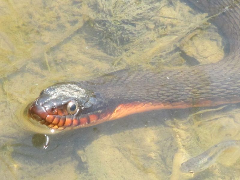 Red-bellied Water Snake