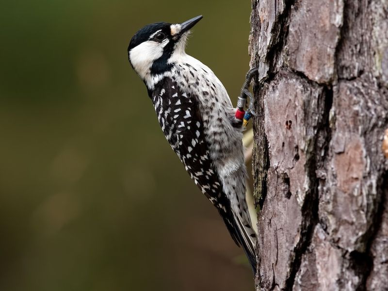 Red-cockaded Woodpecker