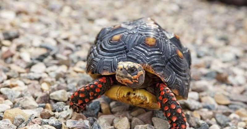 Red-footed Tortoise