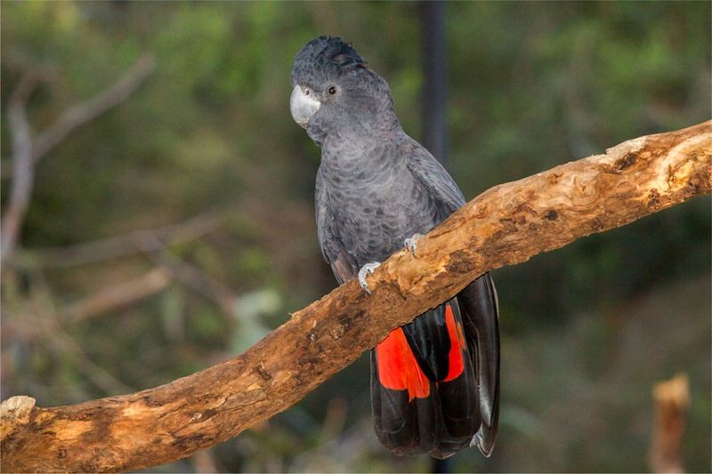Red-tailed Black Cockatoo