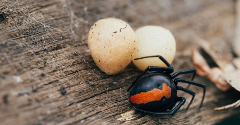 Redback Spider