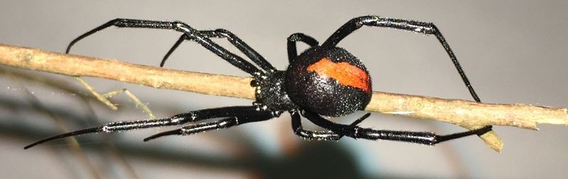 Redback Spider