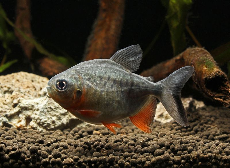 Redbellied Pacu