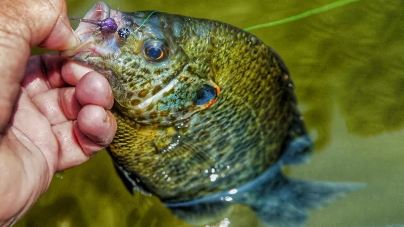 Redear Sunfish