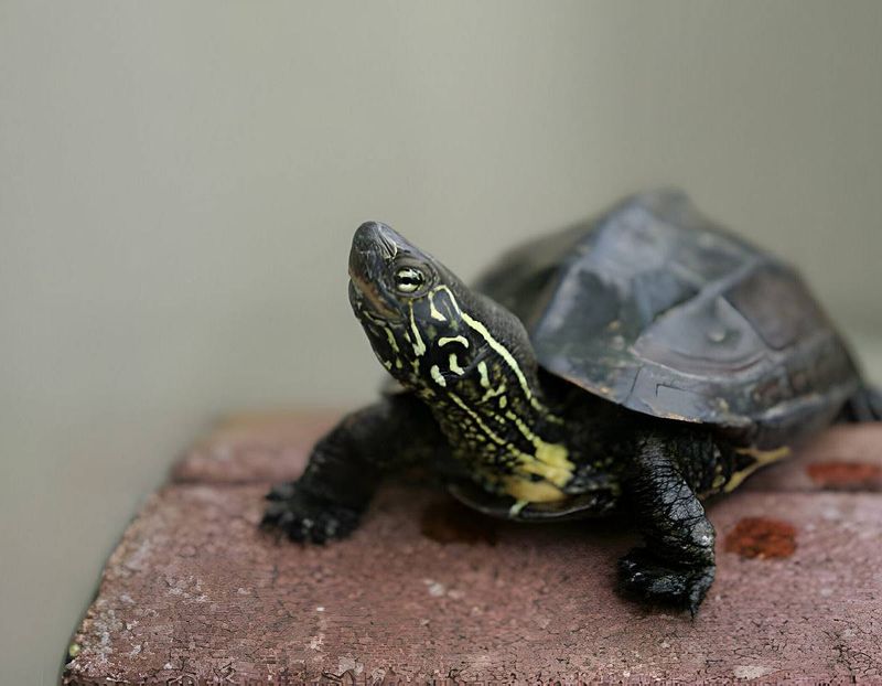 Reeves' Turtle