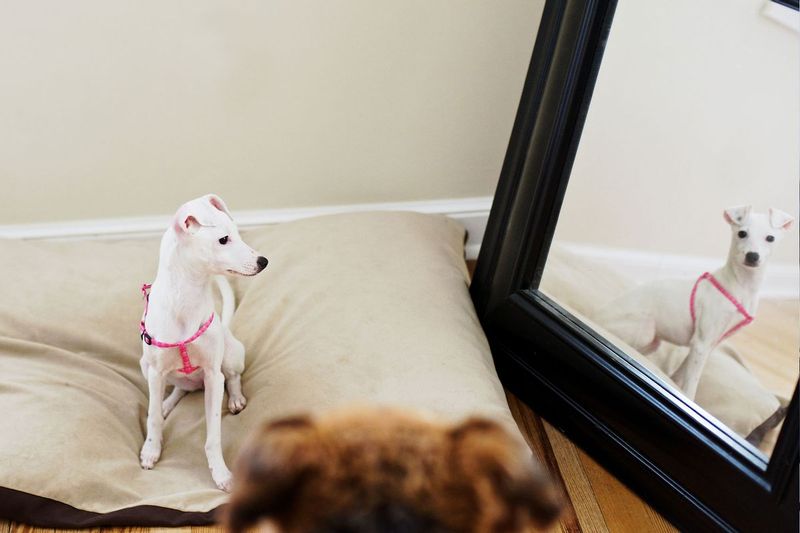 Reflective Surfaces