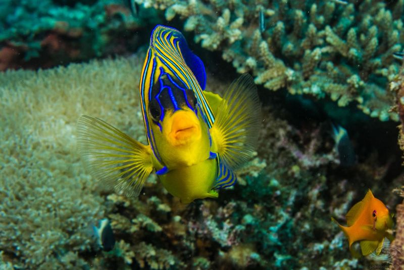 Regal Angelfish