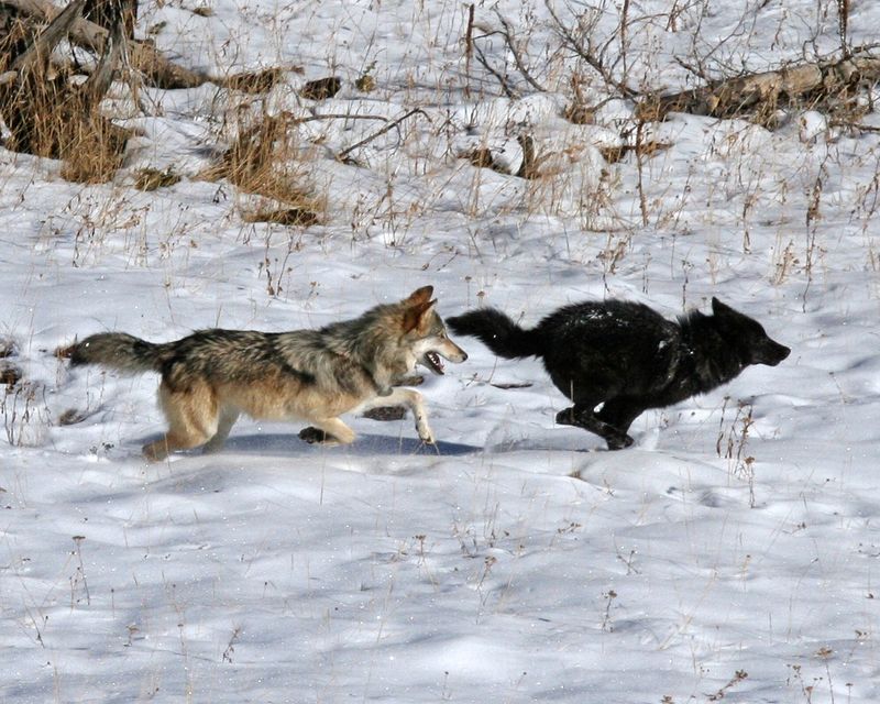 Reintroduction Success