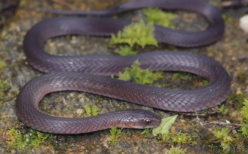 Rhabdophis hmongorum – H'mong Keelback Snake