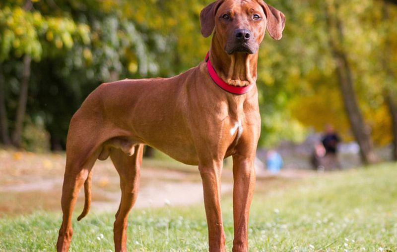 Rhodesian Ridgeback