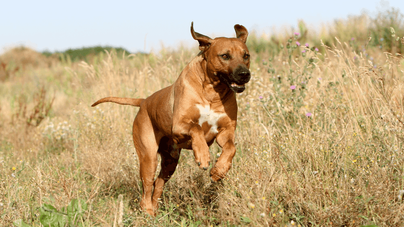 Rhodesian Ridgeback