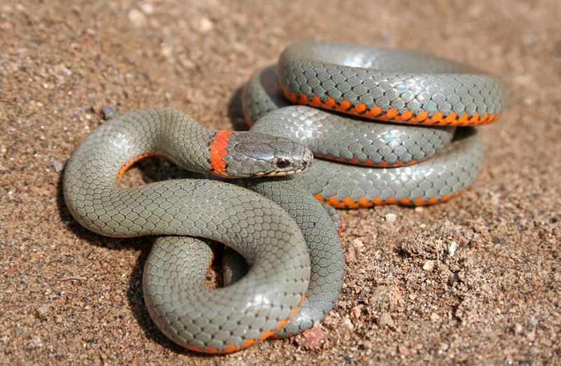 Ringneck Snake