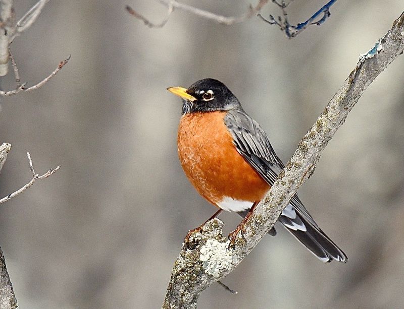 Robins
