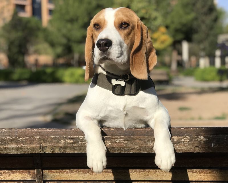 Rocky the Protector