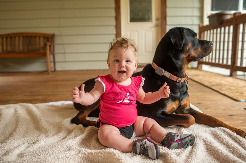 Rottweiler
