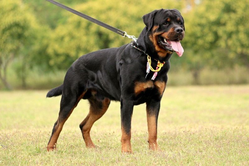 Rottweiler