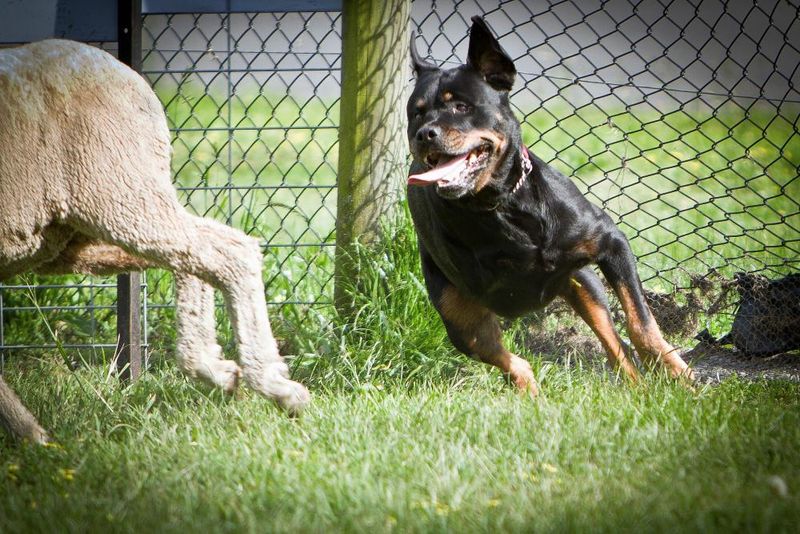 Rottweiler