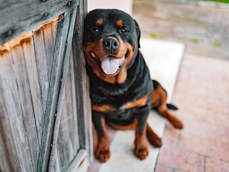 Rottweiler