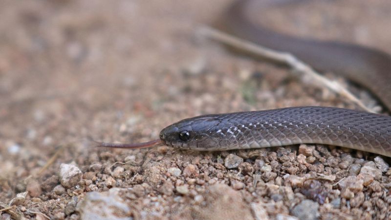Rough Earth Snake