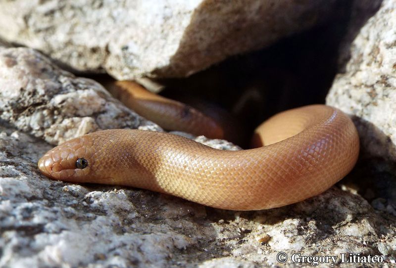 Rubber Boa