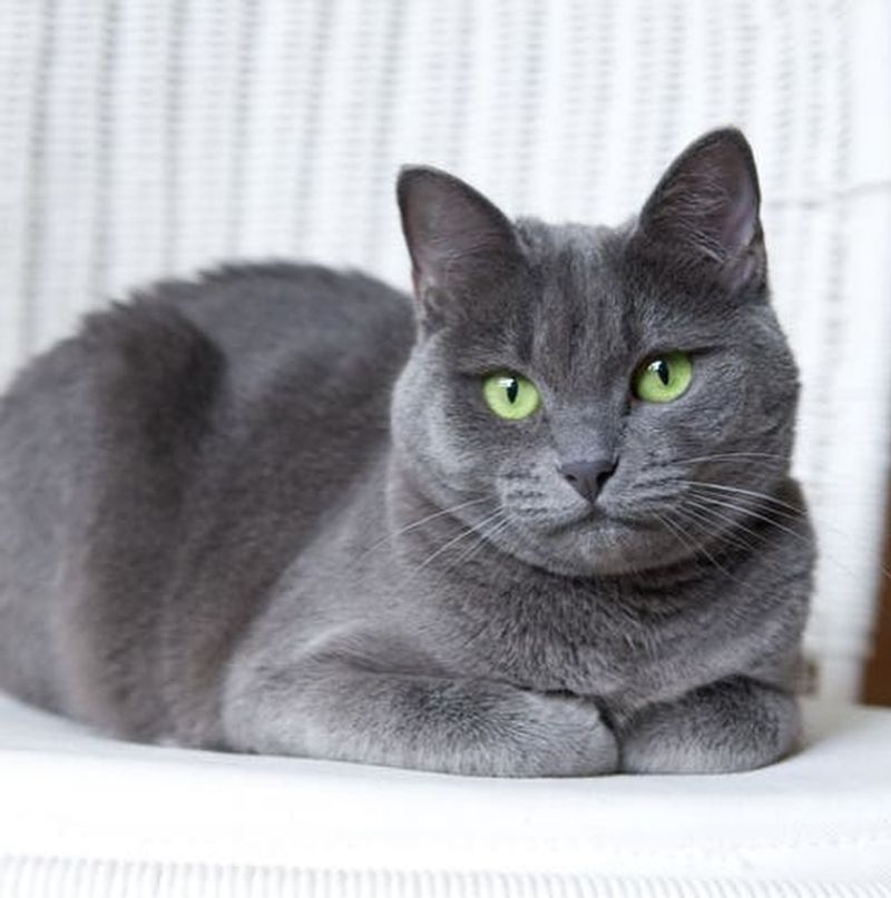 Russian Blue