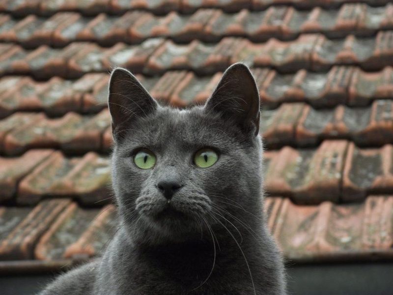 Russian Blue