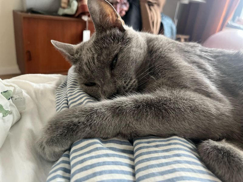 Russian Blue