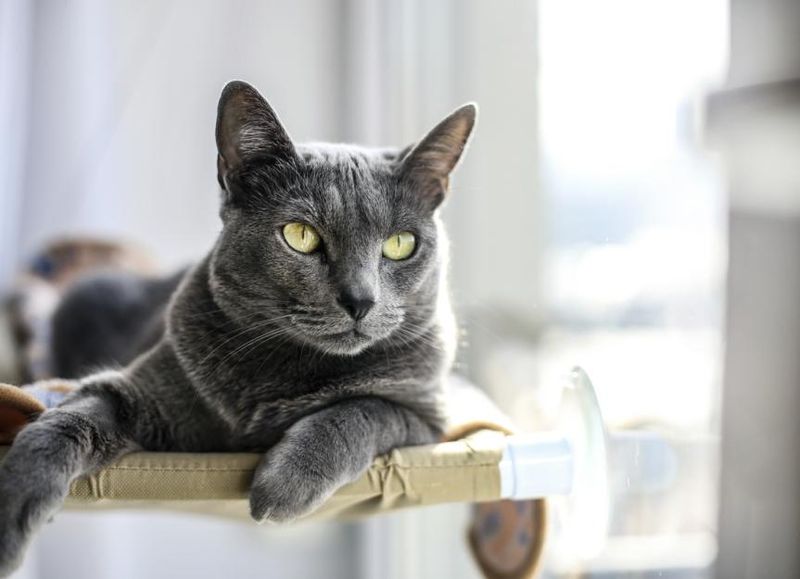 Russian Blue