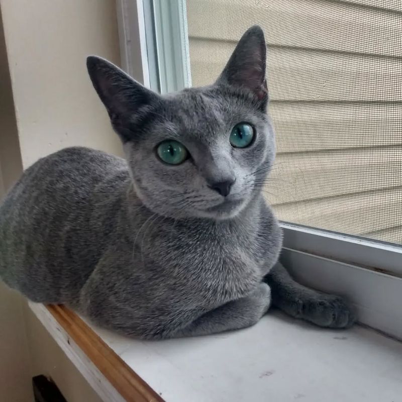 Russian Blue