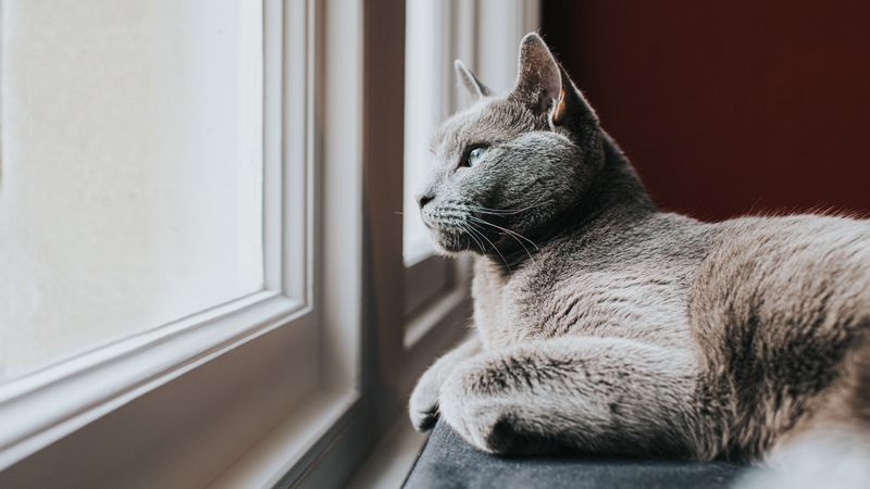 Russian Blue