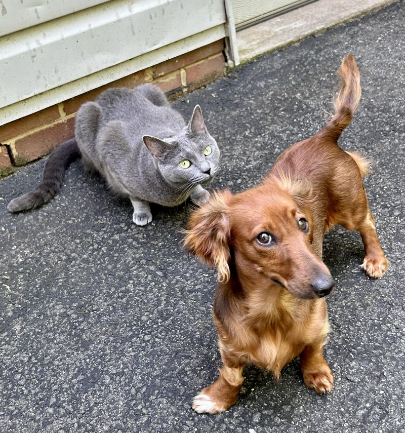 Russian Blue and Dachshund