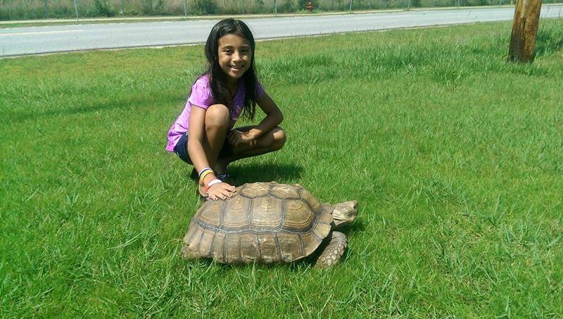 Russian Tortoise