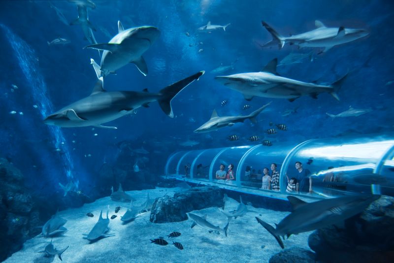 S.E.A. Aquarium, Singapore