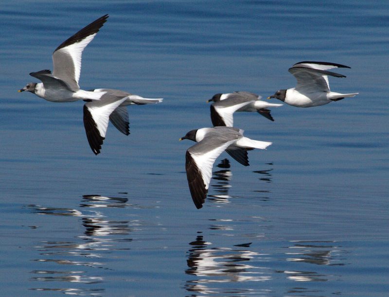 Sabine's Gull