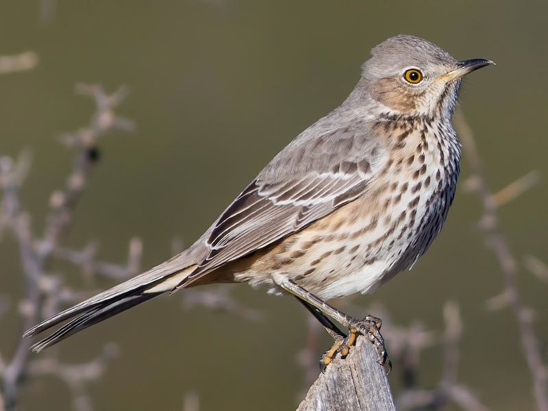 Sage Thrasher