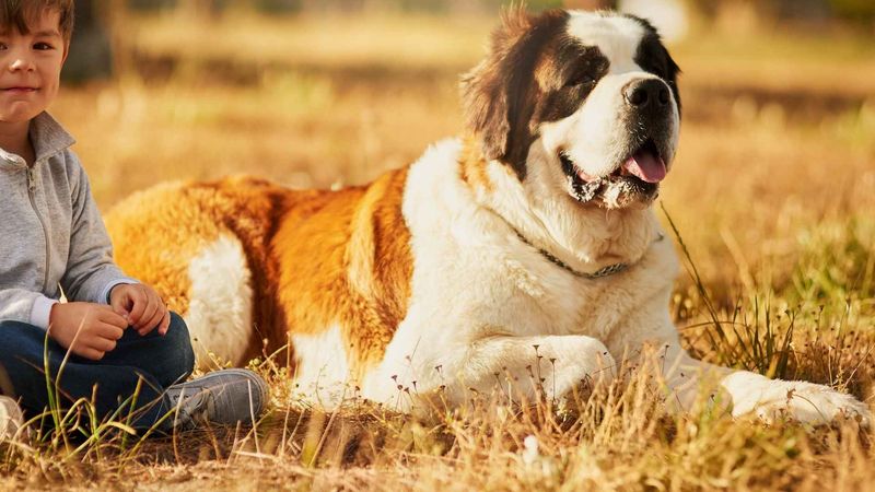 Saint Bernard