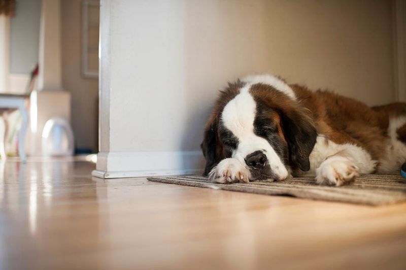 Saint Bernard