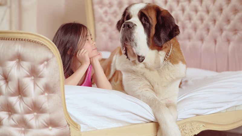 Saint Bernard