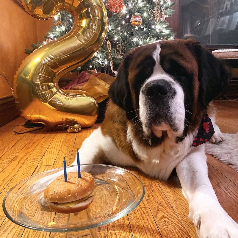 Saint Bernard