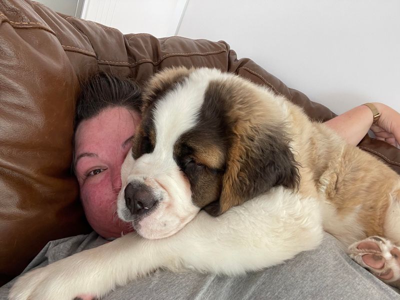 Saint Bernard