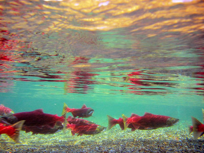 Salmon